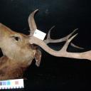 Mounted Stags Head from Eishkin Lodge